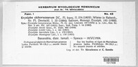 Golovinomyces cichoracearum image